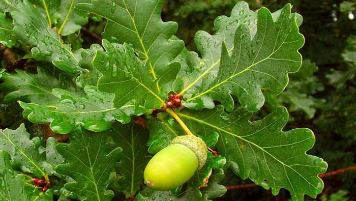 Ljekovito bilje - hrast lužnjak